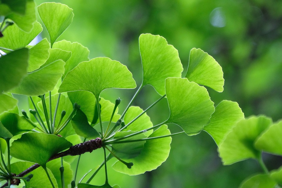 Jinan dvoulaločný (Ginkgo Biloba) výrazně zlepšuje erekci ale pomáhá léčit různá onemocnění jako je například astma..